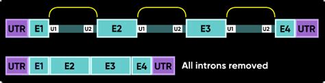 splicing outcomes targeting  exon skipping  intron inclusion