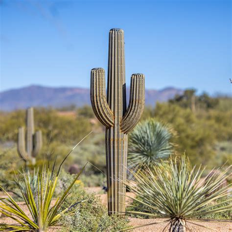 Saguaro Cactus Metal Landscape Art Desert Steel