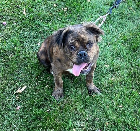 Meet Bonnie This Weeks Dog Of The Week Whiz Fox 5 Marquee