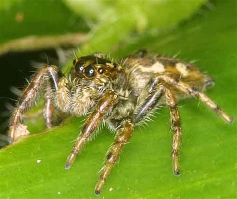 Facts about spiders