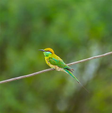 Bee Eater Bird Green Free Photo On Pixabay