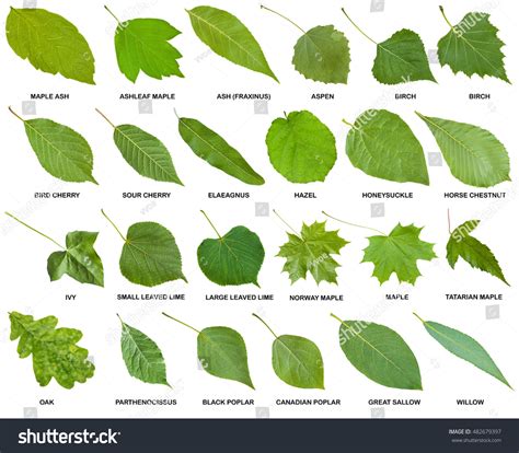 kinds  tree leaves