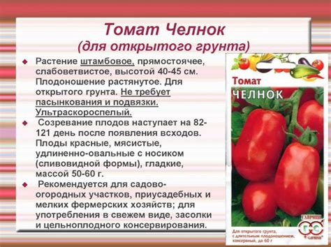 Томат Челнок. Описание сорта, фото, отзывы