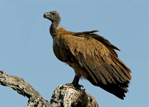 African Birds Of Prey And Scavengers Nature And Wildlife Photography