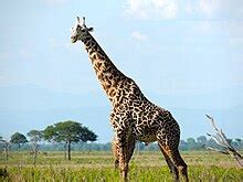 Masai giraffe - Wikipedia