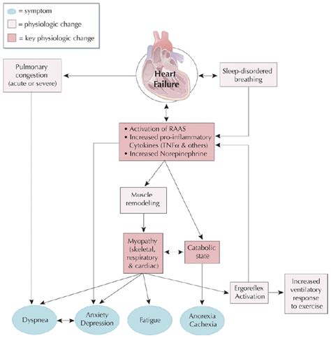 Pathophysiology Of Congestive Heart Failure Schematic Diagram