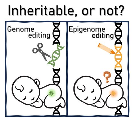 Potential Inheritable Effects And Ethical Considerations Of Epigenome