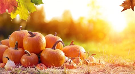 Preserve your pumpkins this fall by following these simple tips | Live ...