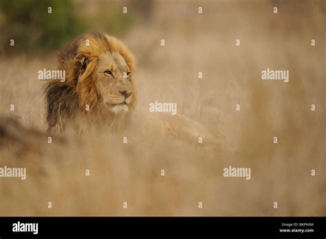 Lion In Gras High Resolution Stock Photography And Images Alamy