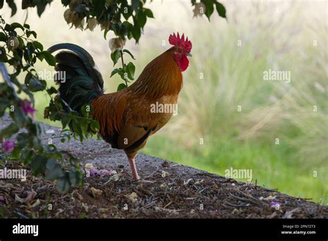 A Colorful Rooster Under A Bush Stock Photo Alamy