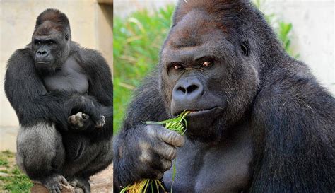 shabani el gorila  levanta pasiones entre las japonesas la verdad