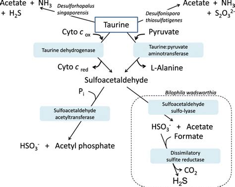 Bacterial Metabolic Pathways For Release Of Hydrogen Sulfide From