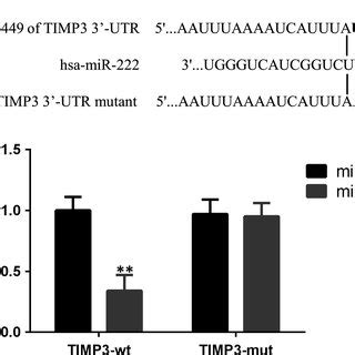 TIMP3 Is A Direct Target Of MiR222 A The Suspected Binding Of Mature