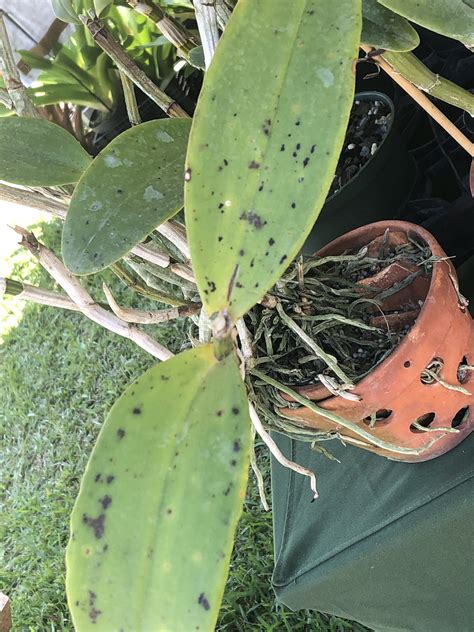 Tropical Plant Clinic And Research Lab Clinicplant Twitter