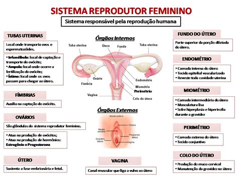 O Sistema Reprodutor Feminino Desempenha As Seguintes Funções Exceto