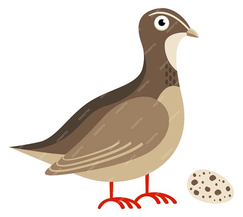 quail animal cartoon 2