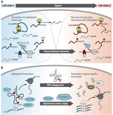 Rna Modifications Modulate Gene Expression During Development Science