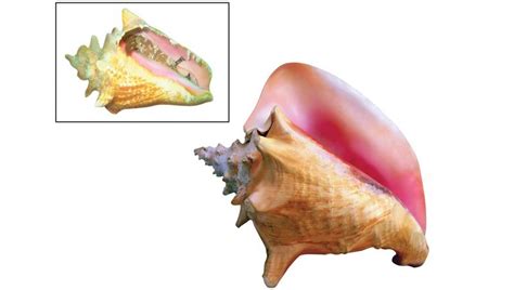 queen conch sawan books