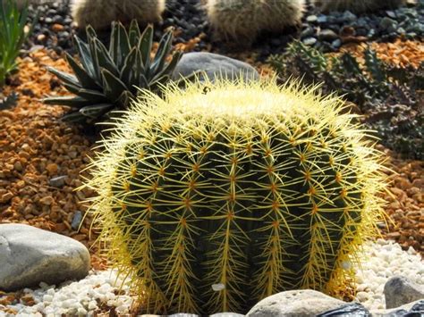 Cactus De Barril Dorado Echinocactus Grusonii O Kroenleinia Grusonii