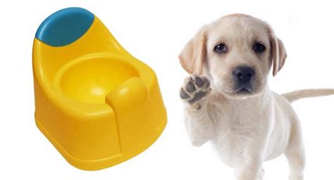 Best Indoor Dog Potty for 2019 - Our Top Picks And Training Tips