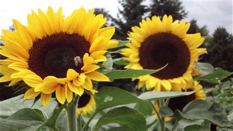 Sonnenblumenlied, Kinderlied zum mitsingen und träumen von Thomas Koppe