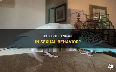 Do Budgies Engage In Sexual Behavior Petshun