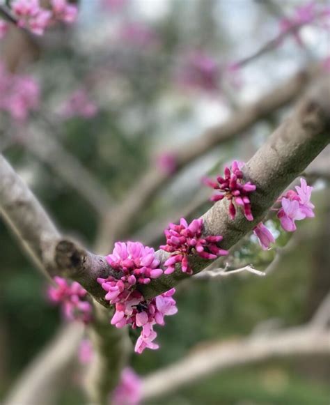 15 Popular Types Of Cercis Pictorial Guide