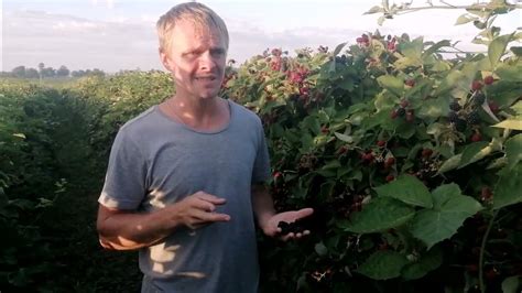 Ежевика Лох-Тей - обрезка и нормировка - YouTube