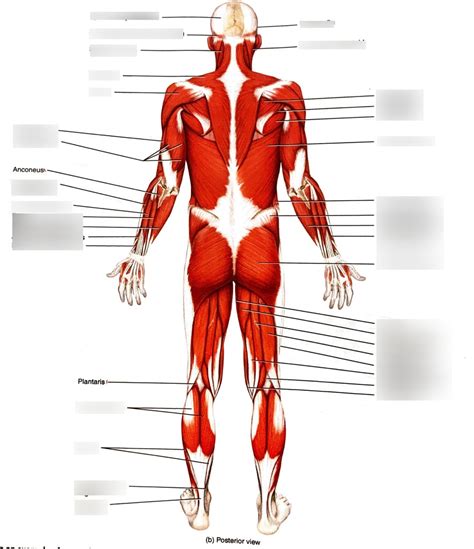 Lab 5 Posterior Superficial Skeletal Muscles Diagram Quizlet