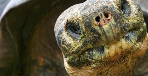 Las Tortugas Reacias A Morir Desaf An Las Teor As Evolutivas Del