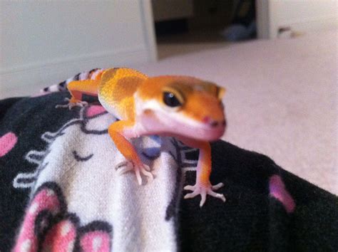 Leopard Gecko Babies Feliks Zeki