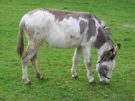 A Man Caught Having Sex With A Donkey Estoryahey
