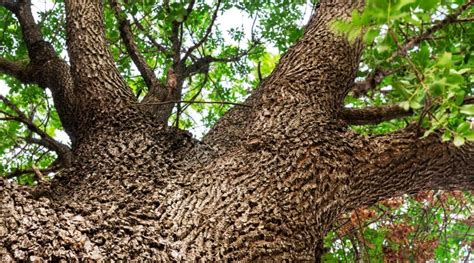 21 Different Types of Hardwood Trees For Homes and Gardens