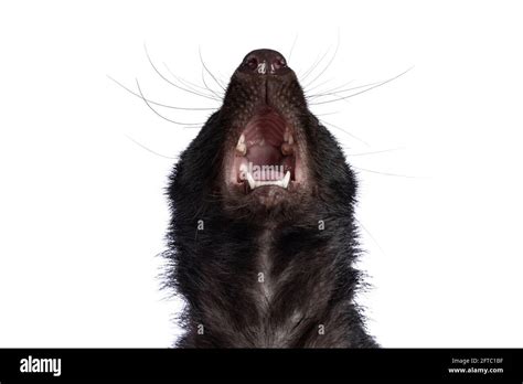 Skunk Animal Tail Up Hi Res Stock Photography And Images Alamy