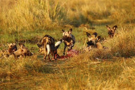 African Wild Dog Pack Feeding Stock Image - Image of carnivores ...