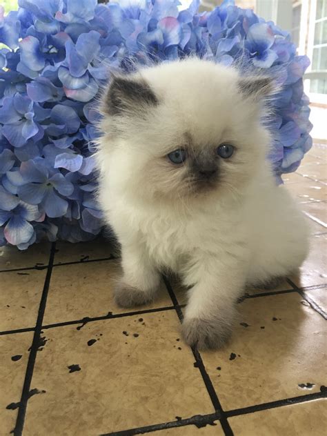 Lilac Point Himalayan Cat Pictures | koratcapicturesny