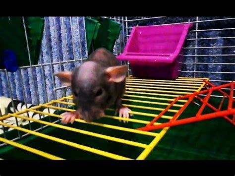 Маленькая домашняя декоративная крыса сфинкс - YouTube