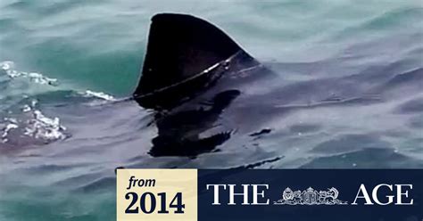 Great white shark filmed swimming in Lake Macquarie