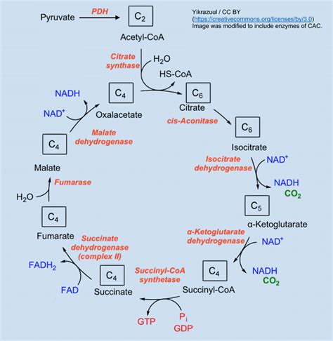 Citric Acid Cycle