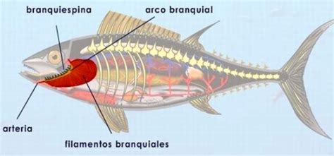 Cómo respiran los peces bajo el agua Respiración de los peces