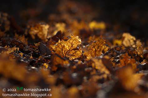 Tomass Hawkke S Naked Nature