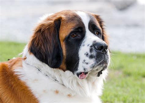 27+ Short Hair Saint Bernards - KetanKhirsti