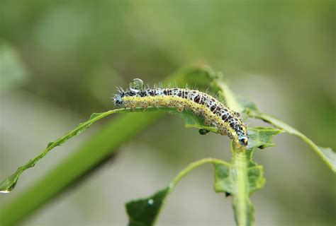 Green Caterpillar · Free Stock Photo