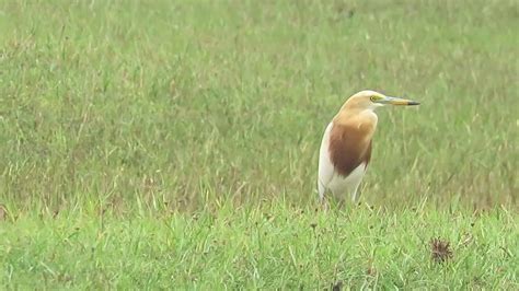 Burung Blekok Sawah YouTube