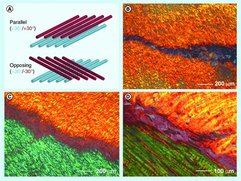 Fabrication Of Bilamellar Aligned Poly E Caprolactone Nanofibrous