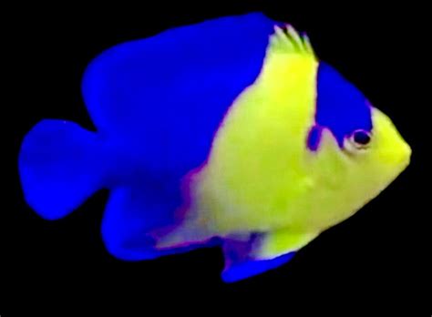 Venustus Angelfish Size L 35 To 4 Violet Aquarium