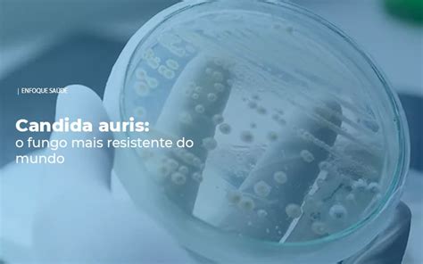 Candida Auris O Fungo Mais Resistente Do Mundo Enfoque Sa De Albe