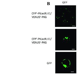 Identification And Experimental Validation Of Ptlecrlk S Interacting