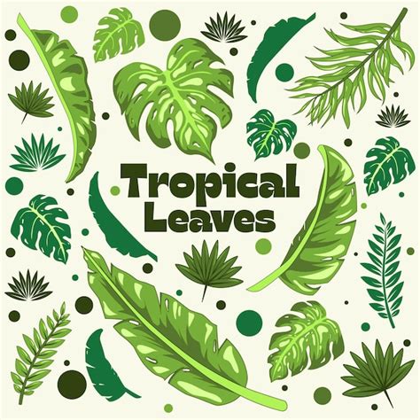 Conjunto Vectorial De Hojas Tropicales Dibujadas A Mano Vector Premium