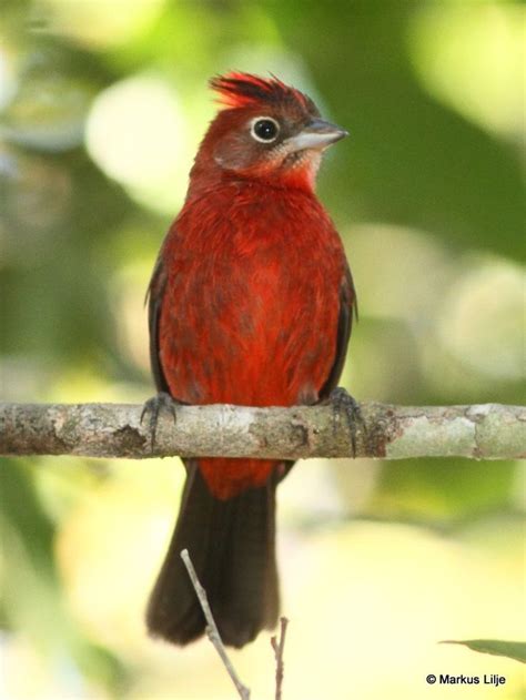 ベニイタダキ Red Crested Finch Red Pileated Finch Coryphospingus Cucullatus